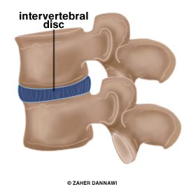 Anatomy of the Spine | Zaher Dannawi
